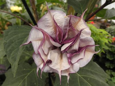 Datura metel